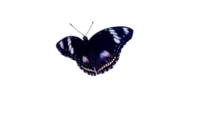 Тропикарий-Ферма Бабочек 5шт. куколок с большой бабочкой