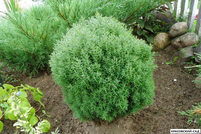 Туя Тедди - Teddy