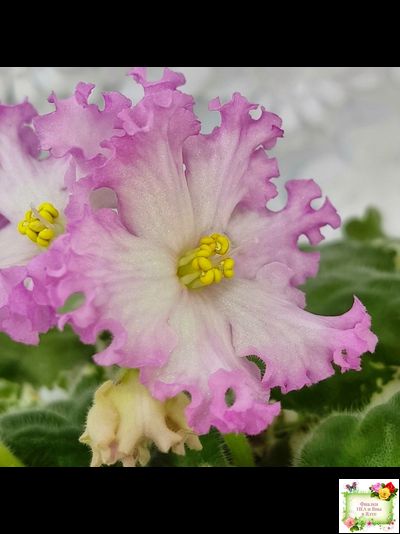 Nik-Обыкновенная Богиня (Н. Булко) 2023 г. (сортовая омоложенная розетка)