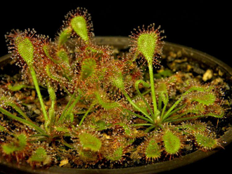 Drosera Collinsiae