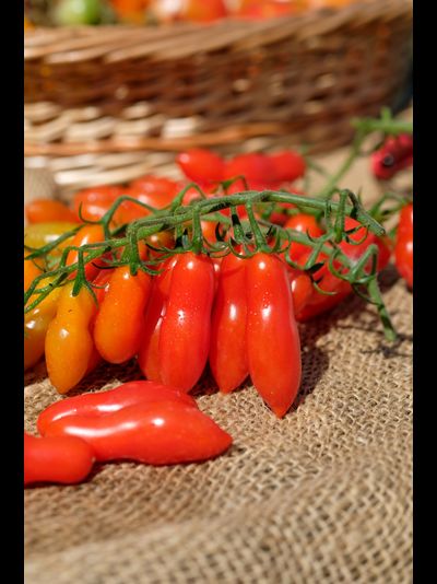 Томат Dulcita long (Сладкий Длинный), 5 шт