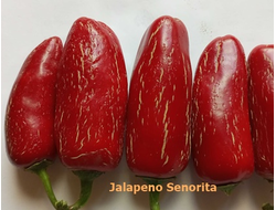Перец острый Халапеньо Сеньорита (Jalapeno Senorita)