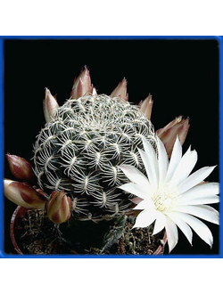 Sulcorebutia roberto-vasquezii LH 1424