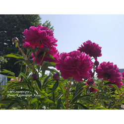 Пион Paul M.Wild (Поль М.Уайлд)