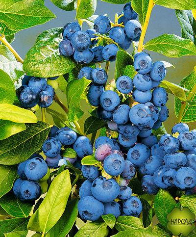 ГОЛУБИКА "ПАТРИОТ" (ОЧЕНЬ СЛАДКАЯ, ВЫСОКОРОСЛАЯ, СРЕДНЕРАННЯЯ) саженец 2 года