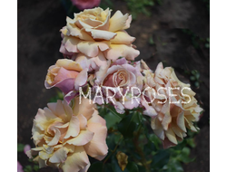 Мейджик Момент (Magic Moment) новозеландская роза