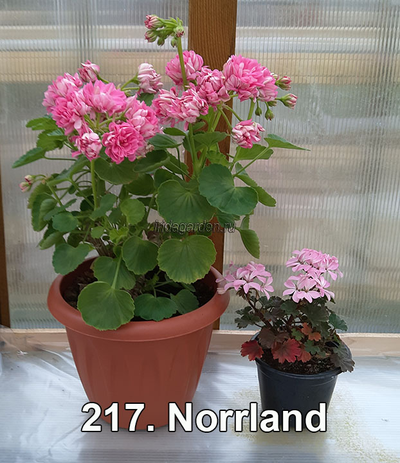 Пеларгонии Norrland и Ирида Дюймовочка (справа)