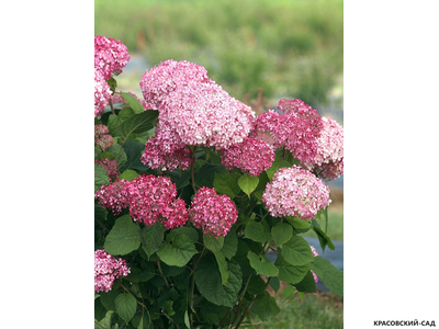Гортензия древовидная Пинк Аннабель
