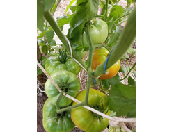 Томат Летя (Rosii de Letea), Румыния