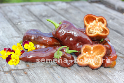 Перец сладкий Georgescu Chocolate (Георгеску Шоколадный) , 10 шт