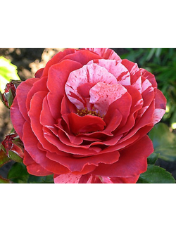 Роза плетистая "Брауни"