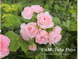 Пеларгония Леди Роуз