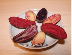 Клубни картофеля из ботанических семян