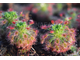 Drosera "Roseana"