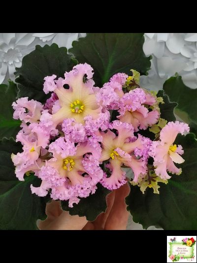 РМ-Оранжевое Лето (Н. Скорнякова) 2022 г. (детка)