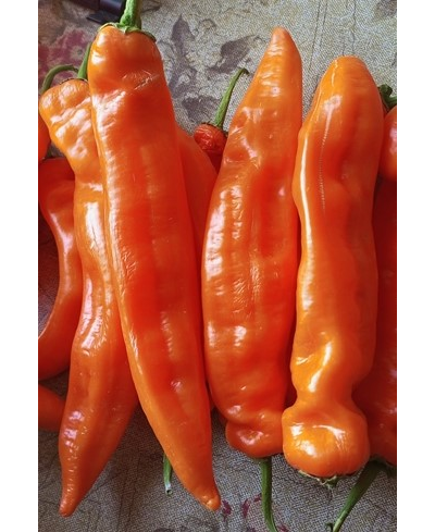 Перец сладкий Оранжевый длинный голландец