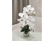 Композиция орхидея белая кашпо малое серебро № ОР027