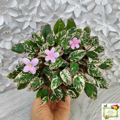 Adeara (P. Tracey) (3975) 06/02/1980 трейлер