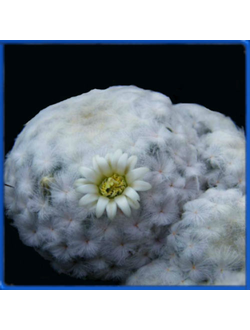 Mammillaria plumosa v. Icamol