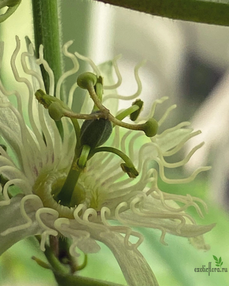 Passiflora Rubra / пассифлора красноплодная