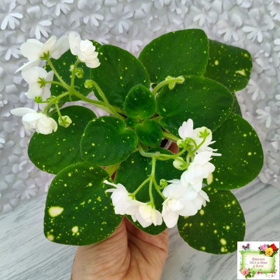 ШН-Космическая Фея (Н. Шушакова) 2019 г.