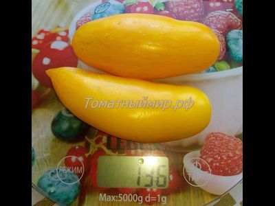 Томат Банановые ноги (Banana legs)