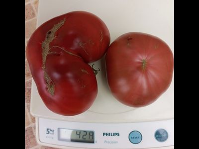 Томат Мглистая роза Дана (Dana's Dusky Rose)