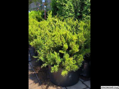 Можжевельник Матхот - Mathot