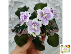 Mac's Jubilant Jamboree (G.McDonald) (Макс Джубилэнт Джэмбори)