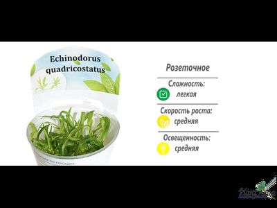 Эхинодорус квадрикостатус (меристемный)