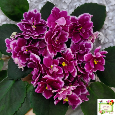 АВ-Последняя Любовь Самурая (Фиалковод) 2021 г. (лист посажен 19.01.26)