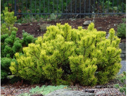 Сосна горная Carsten Wintergold, C3