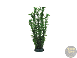 Растение "Лигодиум" зеленый, 300мм, Laguna