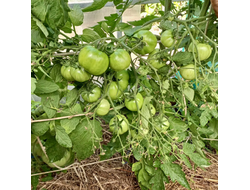 Томат Мультифлора Гигант (Giant multiflora, Multiflora Long Keeper)