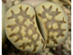 Lithops julii ssp.fulleri v.brunnea C179 (MG) - 10 семян