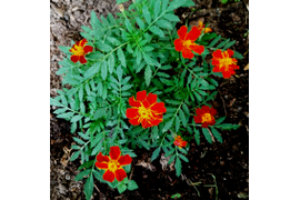 Бархатцы Французские, высотой 20-30 см