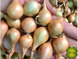 ШТУТГАРТЕР РИЗЕН ДЛЯ ПОСАДКИ НА ГОЛОВКУ И ЗЕЛЕНЬ (отечественный, размер - СРЕДНИЙ, 0,5 кг)