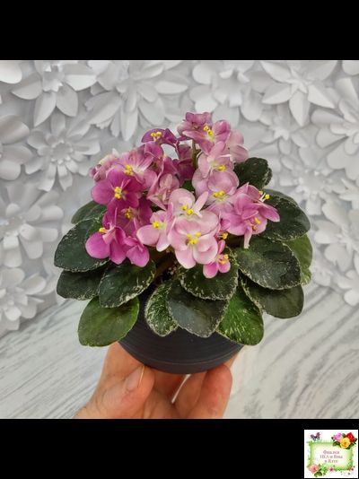 ML-Мама Ирочка (Miniviolets Lux) 2023 г.