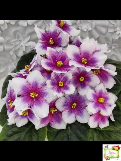 Dn-Райська Насолода (Д.Денисенко) химера (стартер сорт)