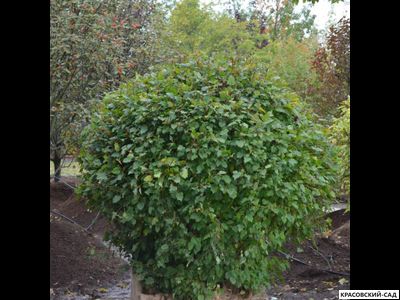 Топиар клён Гиннала в форме шара