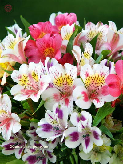 Набор вайнеров и каттеров "Лепестки альстромерии"