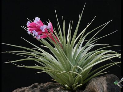 Тилландсия Ionantha stricta