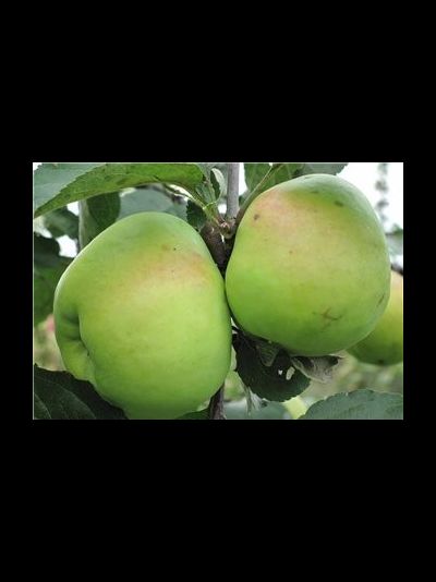 Гулливер (яблоня)