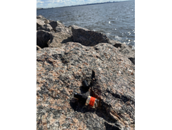 Духи НОТА: БЛИЗОСТЬ В РОЩЕ ПОД ДОЖДЁМ, 2.5 мл