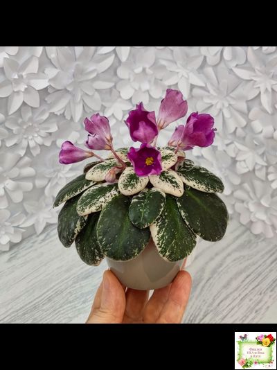 СК-Пангея (А.Кузнецов) 2014 г.