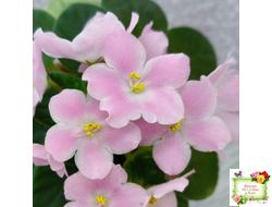 Н-Принцесса на Горошине (Н. Бердникова) 2014 г.