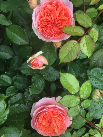 Чиппендейл