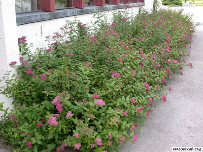 Спирея Криспа - Crispa