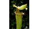 Sarracenia hybrid 9