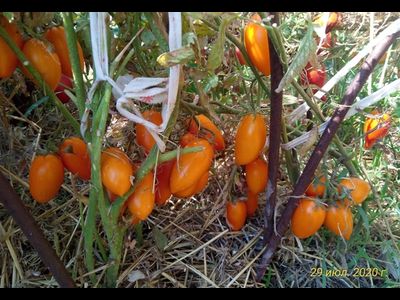 Томат Елисей